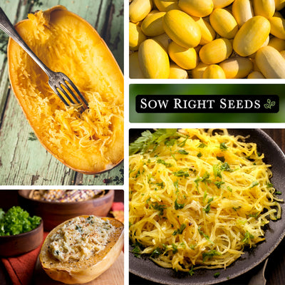 spaghetti squash with fork, large harvest, on bread, pasta