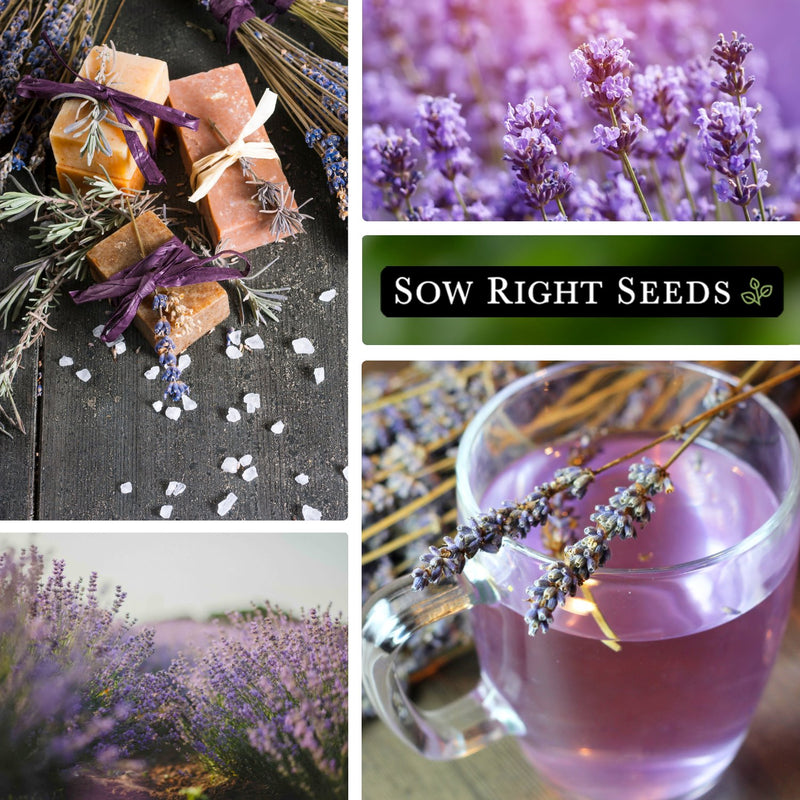 collage of lavender images grow lavender at home for many uses