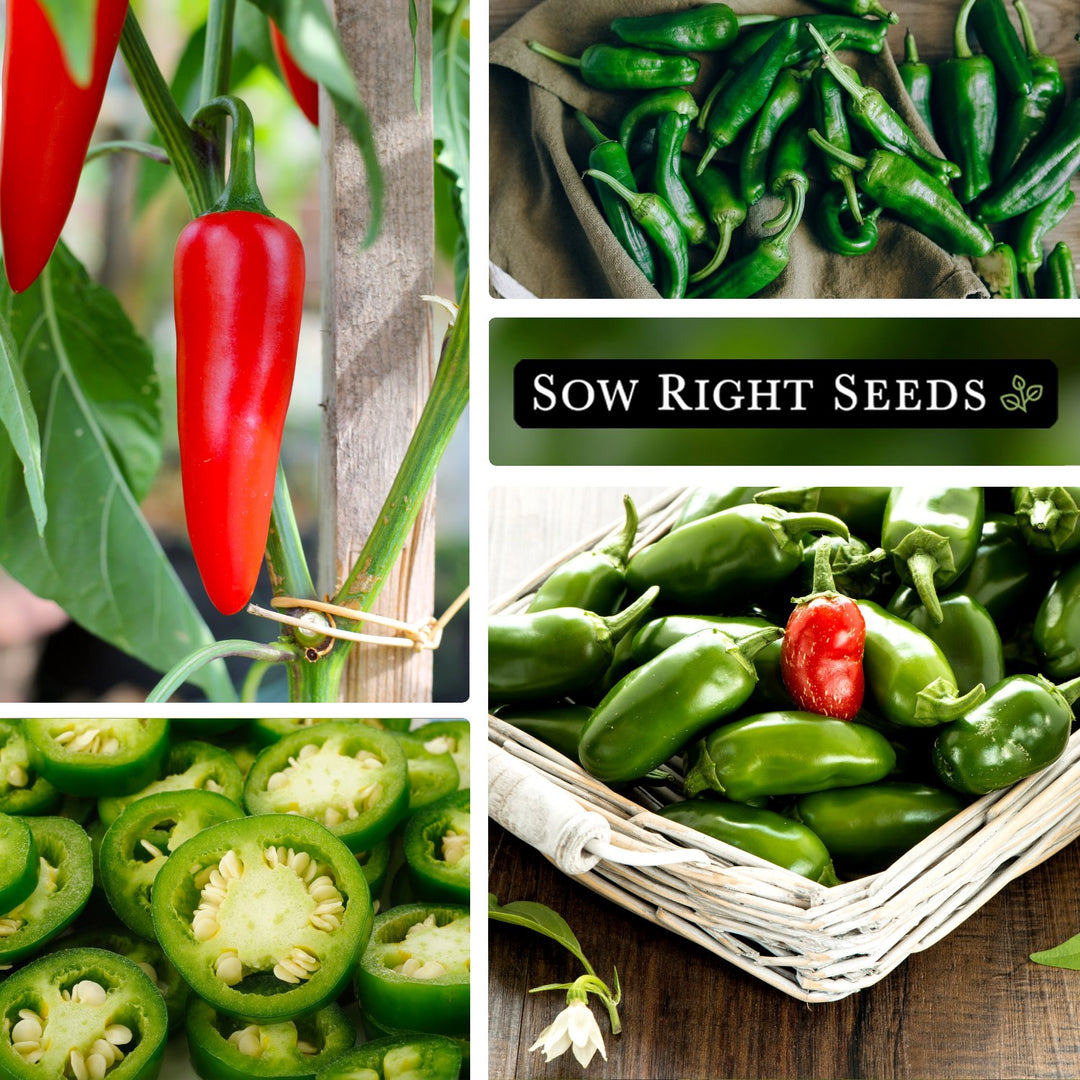 Sow Right Seeds - Jalapeno Pepper Seed for Planting - Non-GMO Heirloom Packet with Instructions to Plant an Outdoor Home Vegetable Garden