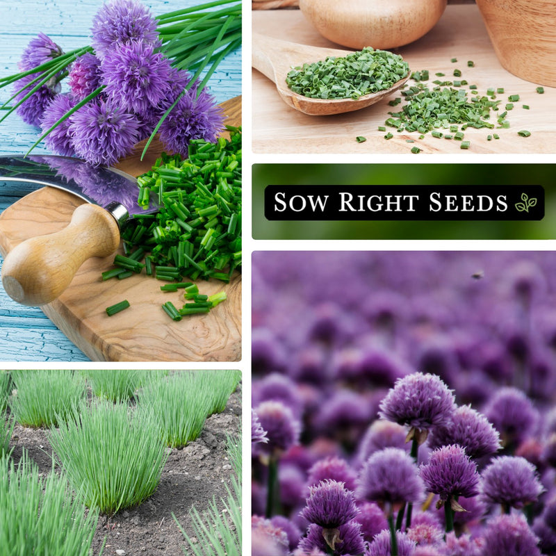 chives plant seeds Sow Right Seeds - Common Chives Seed for Planting