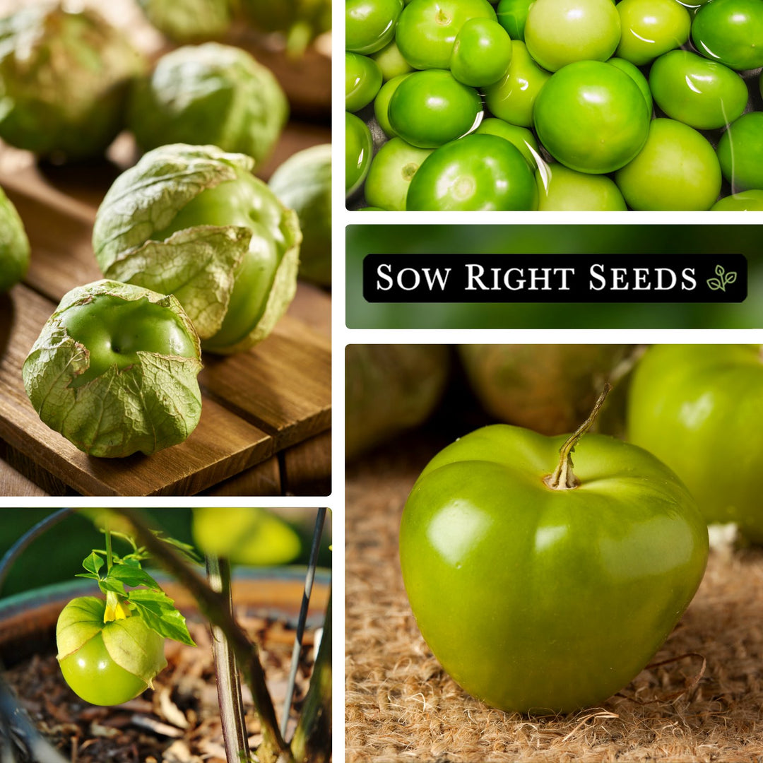 plant tomatillo seeds Sow Right Seeds - Toma Verde Tomatillo Seeds for Planting - Non-GMO Heirloom Packet with Instructions to Plant a Home Vegetable Garden