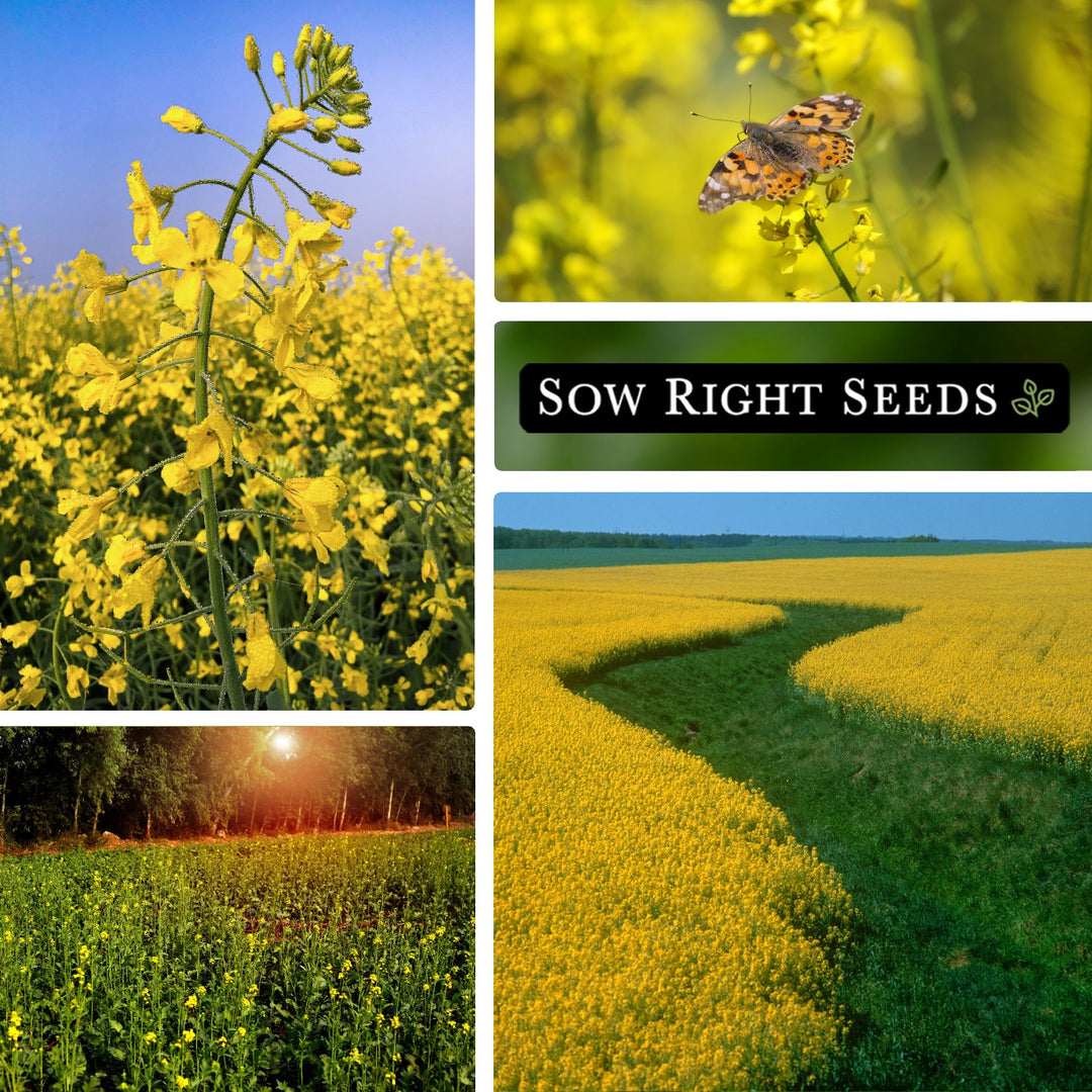 Sow Right Seeds - Yellow Mustard Seed for Planting - Cover Crops to Plant in Your Home Garden - Enriches Soil - Suppresses Weeds