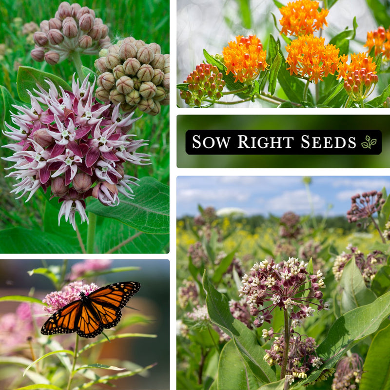 Milkweed Collection