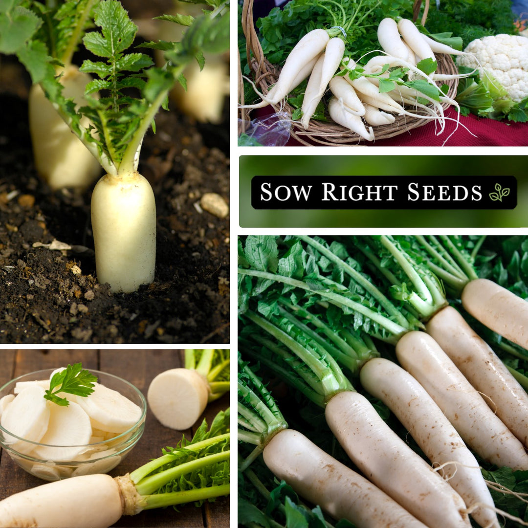 Japanese Minowase Daikon Radish Seeds for Planting | Easy to Grow