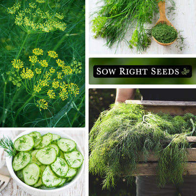 collage of dill images grow dill at home for many uses