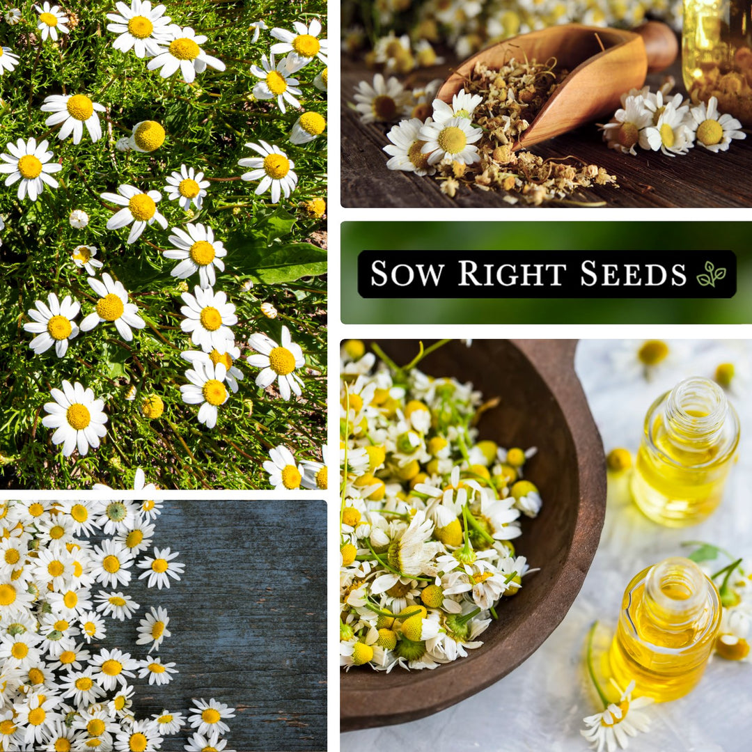 chamomile seed to flower Roman Chamomile