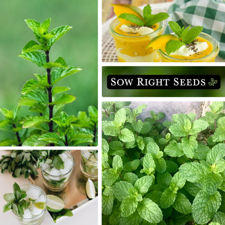 plant mint family healthful seeds Mint Seeds for Planting