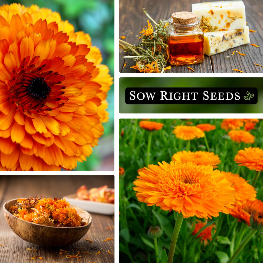 calendula marigold seeds Ball's Orange Calendula