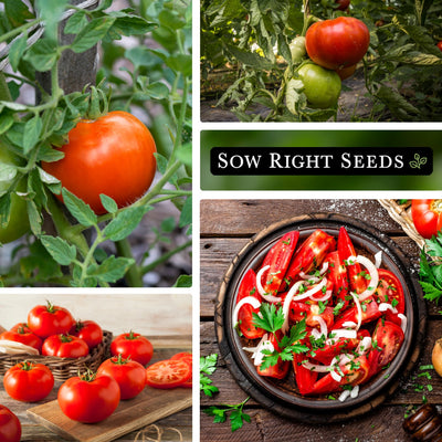 collage of beefsteak tomato images grow beefsteak tomato at home for its delicious flavor
