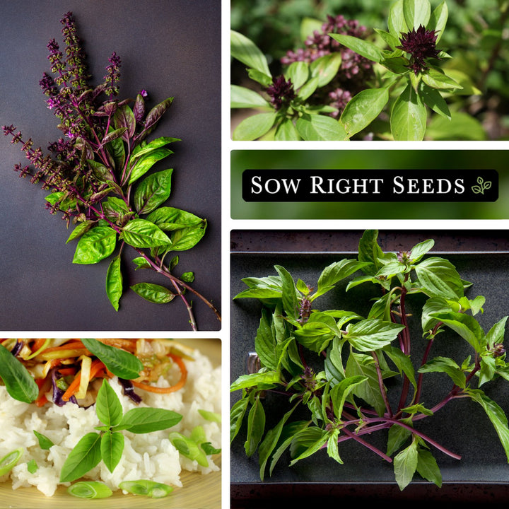 thai basil seeds from plant Thai Basil Seeds for Planting