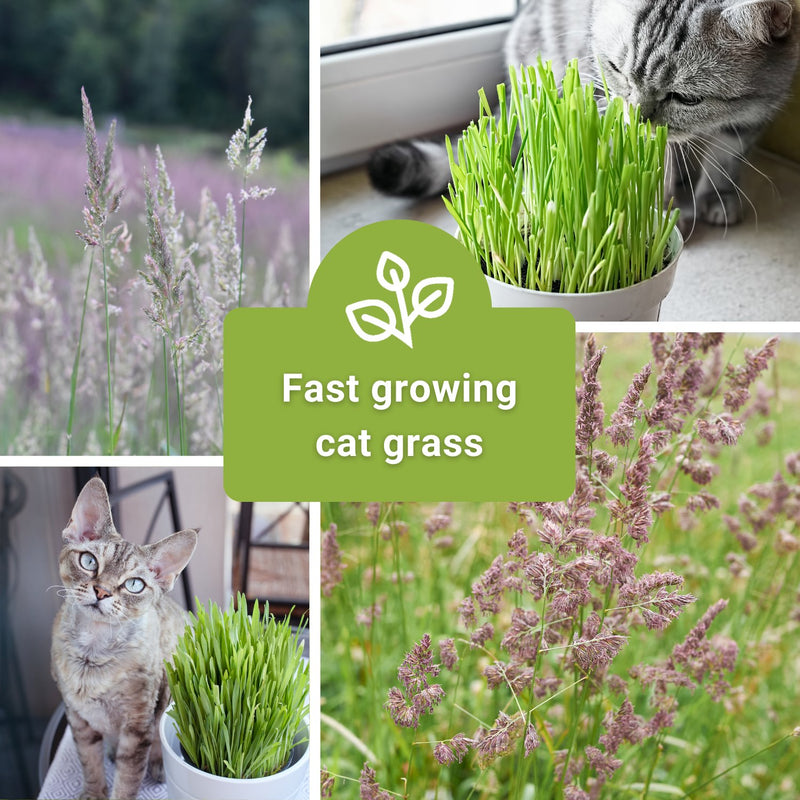 Catnip and Cat Grass Collection