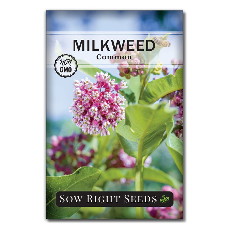 flower common milkweed seeds