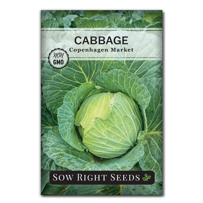 early blue green large round heads productive matures quickly compact variety copenhagen market cabbage