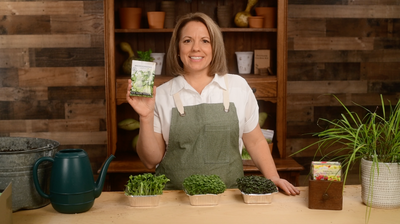 sunflower microgreens product video why you should grow sunflower microgreens seeds sow right seeds video media