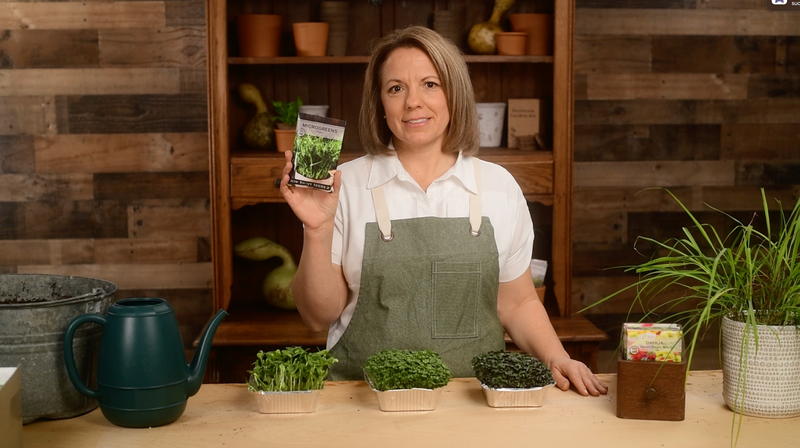 pea microgreens product video why you should grow pea microgreens seeds sow right seeds video media