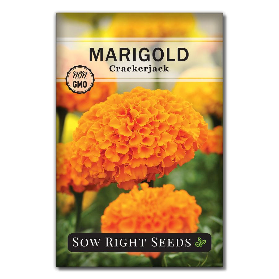 Sow Right Seeds Crackerjack Marigold - Thumbnail 3