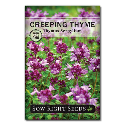 purple ground cover creeping thyme seed packet