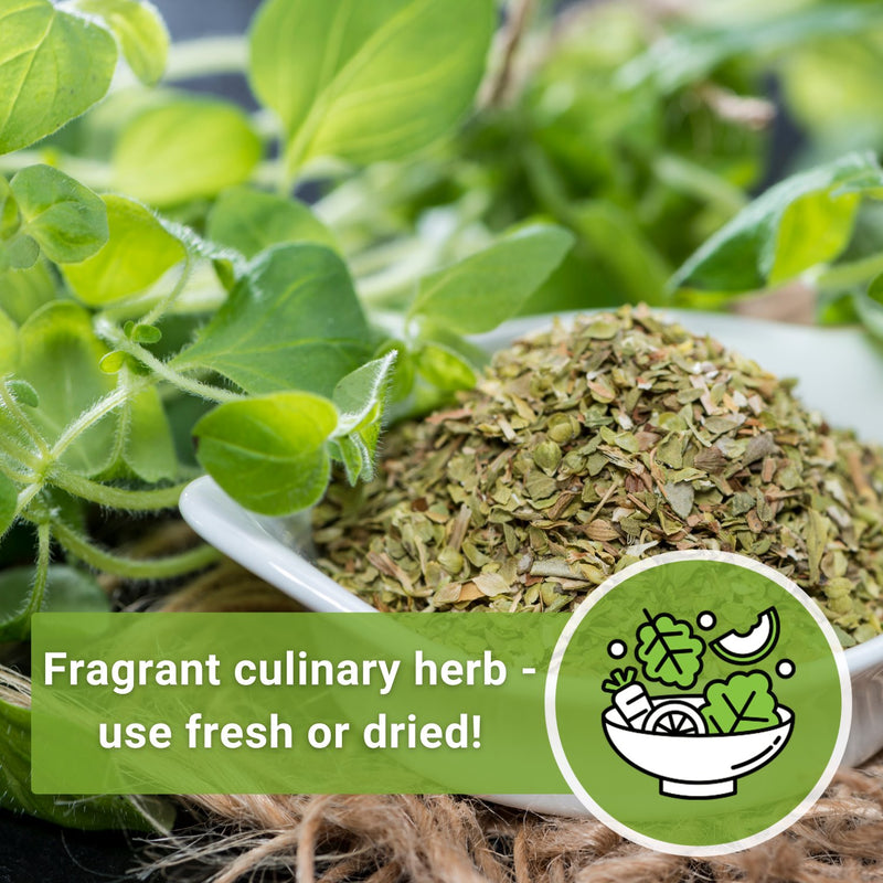 oregano growing and harvested in a bowl fragrant culinary herb - use fresh or dried!