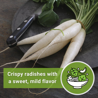 Radish ready for cutting crispy radishes with a sweet, mild flavor