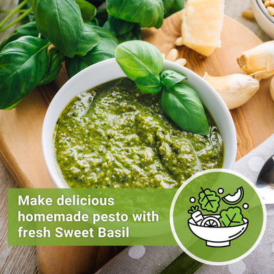 home made basil pesto make delicious homemade pesto with fresh sweet basil