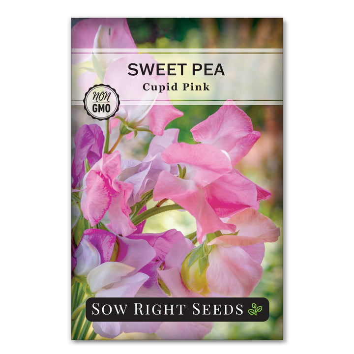 cupid garden seeds Cupid Pink Sweet Pea Seeds – Sow Right Seeds