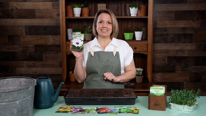 cape daisy product video why you should grow daisy seeds sow right seeds video media