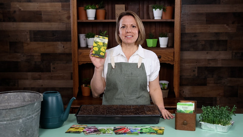 yellow daisy product video why you should grow yellow daisy seeds sow right seeds video media