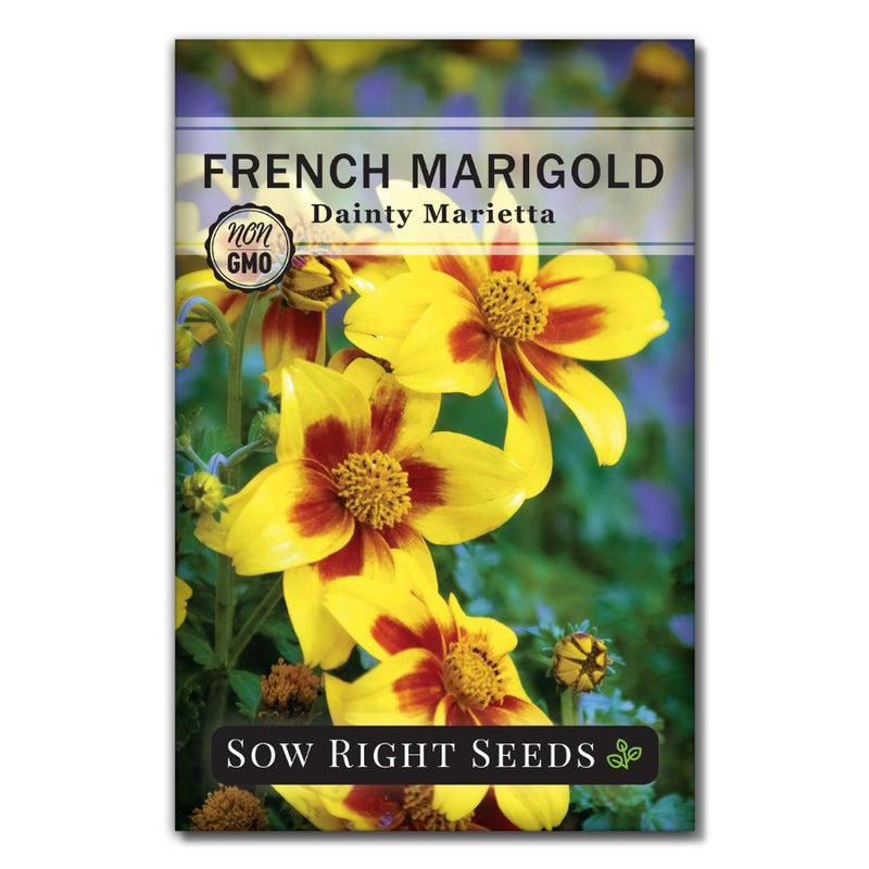 yellow french marigold seeds Dainty Marietta French Marigold