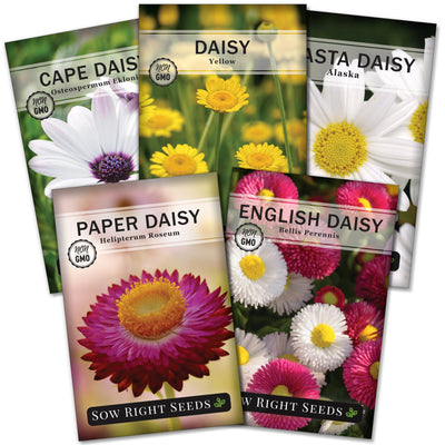 daisy flower seed packet collection with 5 varieties for sale