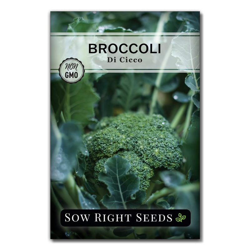 italian sweet tender vegetable di cicco broccoli seeds for sale