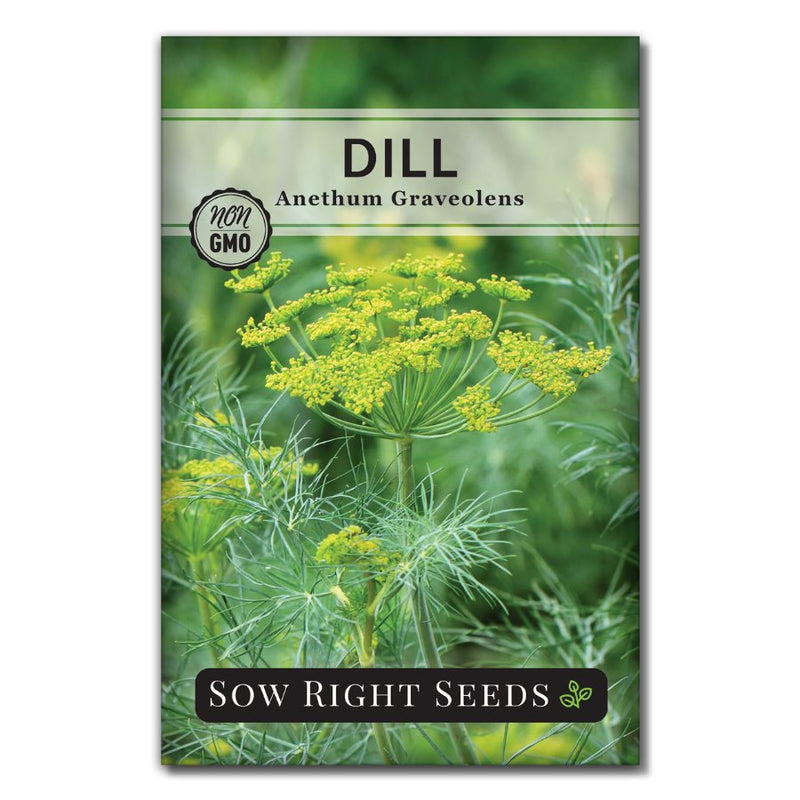 dill seeds from plant Dill Seeds for Planting
