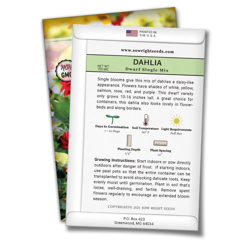 how to grow the best dahlia plants