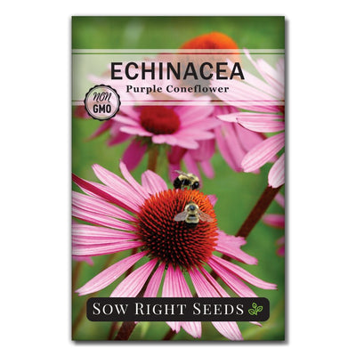 flower purple coneflower echinacea seeds
