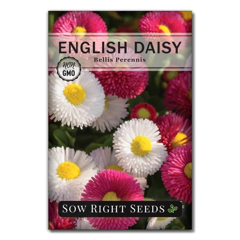 pink and white flower english daisy seeds