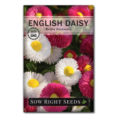 pink, white, and red english daisy seeds for sale