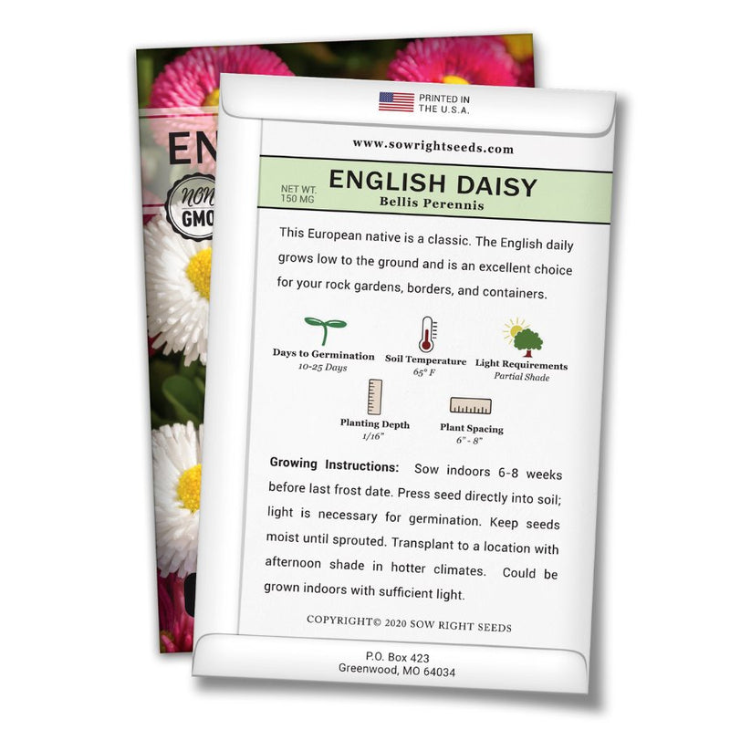 how to grow the best english daisy plants