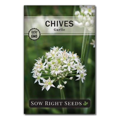 herb garlic chives seeds