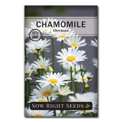 herb german chamomile seeds