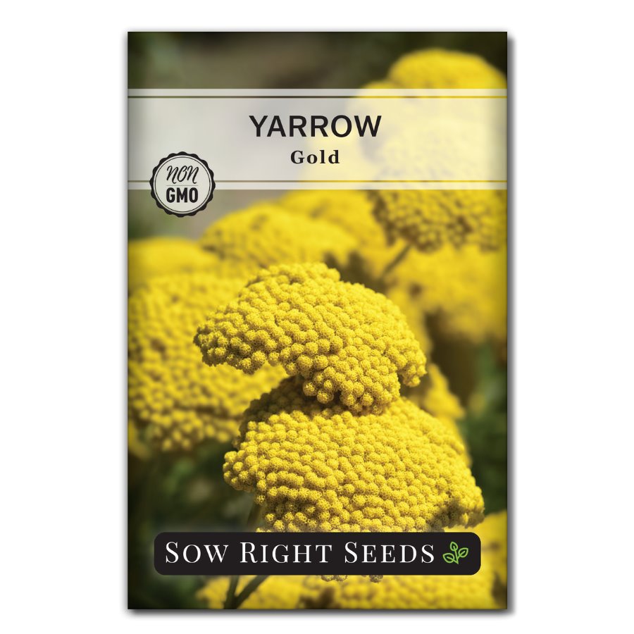 Gold Yarrow | Perennial Flower Seeds with Medicinal Properties – Sow ...