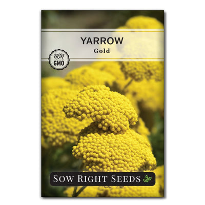 golden yarrow seeds for sale