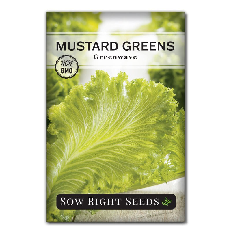 bolt resistant dark green upright vegetable greenwave mustard greens seeds for sale