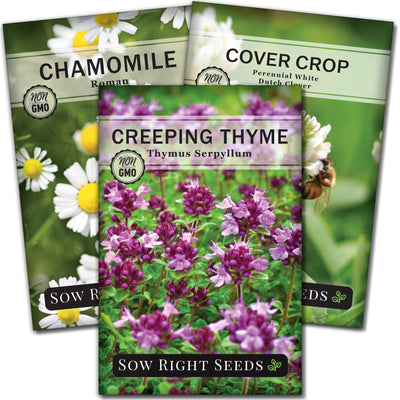 groundcover seed packet collection with 3 varieties of seeds for sale
