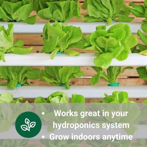 hydroponic greens growing in hydroponics watering system grow indoors anytime