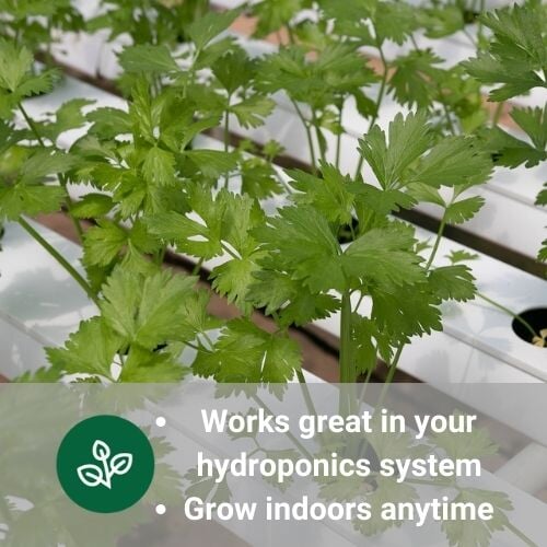 hydroponic herbs growing in hydroponic watering system grow indoors anytime
