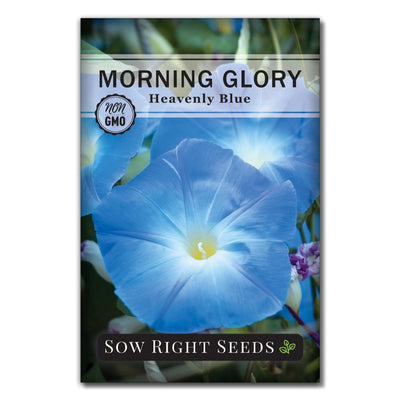 baby blue morning glory flower seed packet