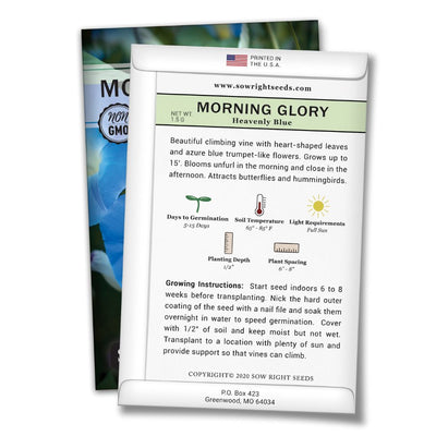 how to grow the best blue morning glory plants