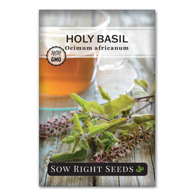 traditional medicinal herb holy basil tulsi seeds for planting
