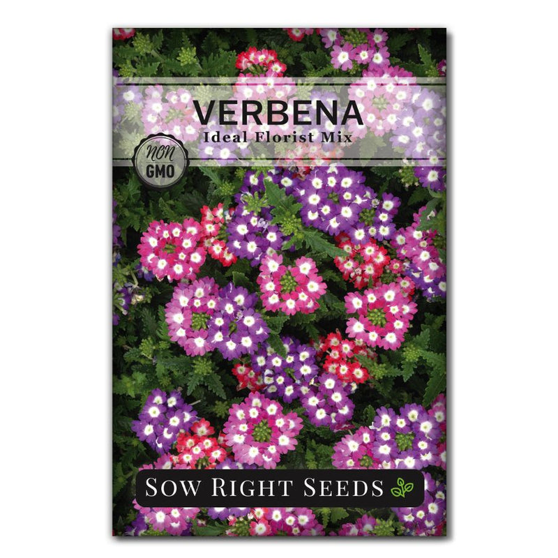 violet flower seeds for sale Sow Right Seeds - Ideal Florist Mix Verbena Seeds for Planting - Non-GMO Heirloom Seeds - Creeping Perennial - Multicolor Blooms
