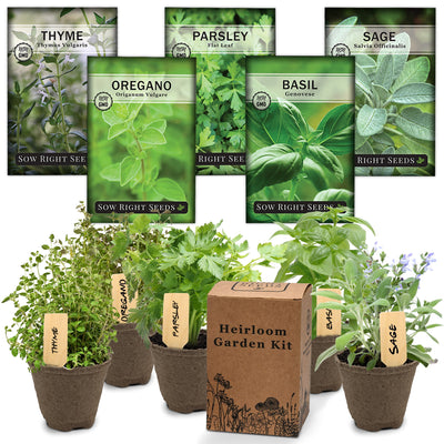 italian herb starter kit with healthy sage basil parsley oregano and thyme plants with heirloom garden kit box