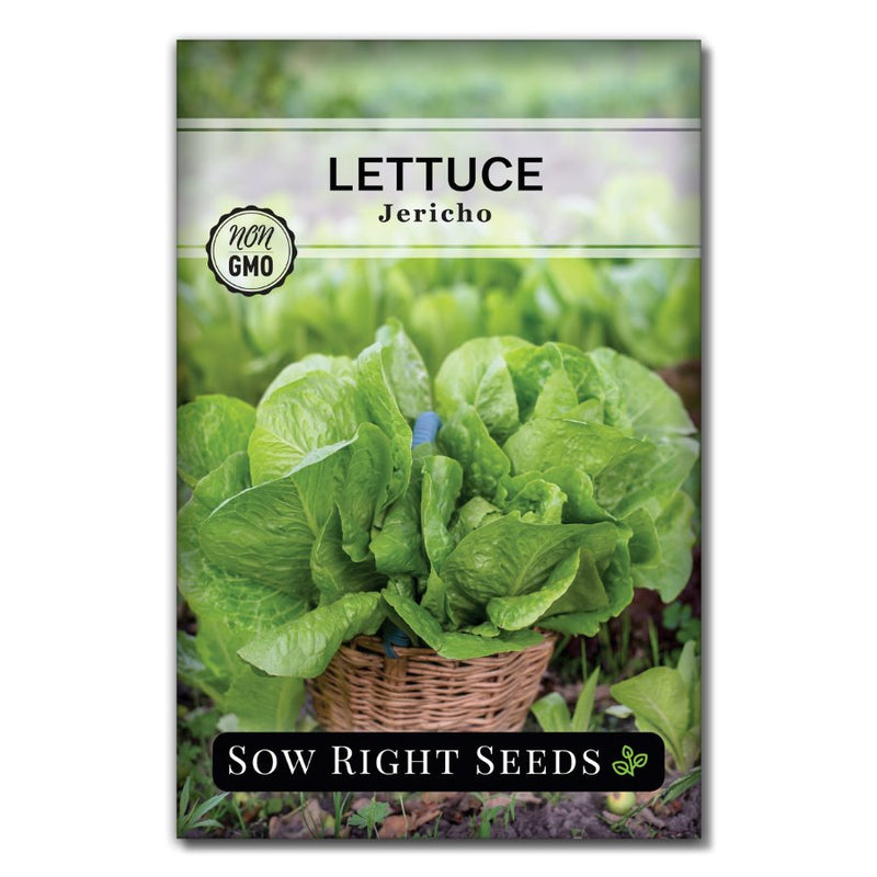 heat tolerant juicy isreal vegetable jericho lettuce seeds for sale